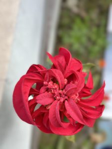 A close-up of a vibrant red flower with layered petals, set against a blurred background of green foliage.