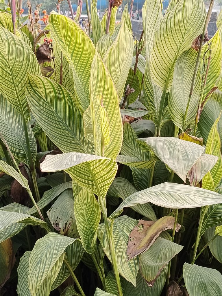 Close-up of lush green foliage with striking, elongated leaves featuring light and dark green stripes. Some leaves show signs of aging with brown patches.