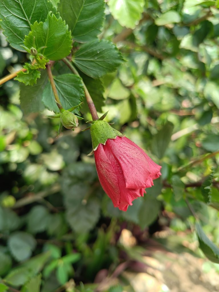 A budding red hibiscus flower hanging from a branch surrounded by green leaves.