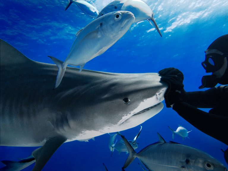 The photo shows an underwater scene where a female tiger shark, with its mouth closed, glides gracefully towards a scuba diver at Tiger Beach, Bahamas. The diver gently redirects the shark with their hands, showcasing its calm yet powerful nature. The clear blue waters and swirling smaller fish add to the scene’s dynamism.