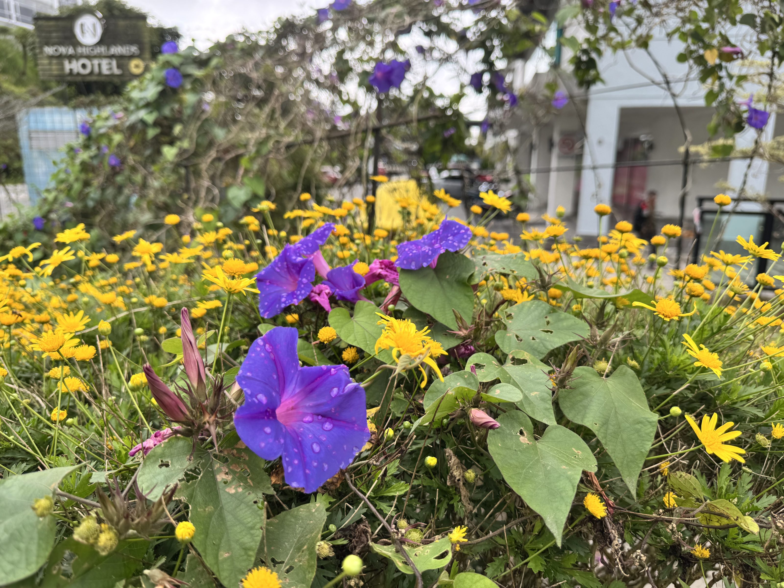 A vibrant garden bed features bright purple morning glories with raindrops, yellow daisies, and green heart-shaped leaves creating a colorful natural display.