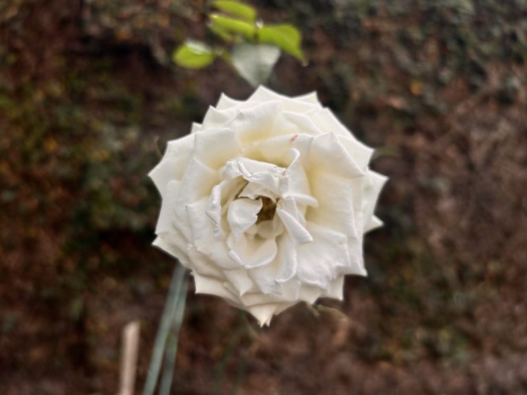 A close-up of a white rose in full bloom against a blurred natural background.