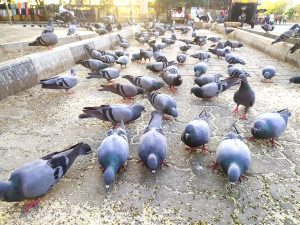 A large group of pigeons feeding on scattered grains on a cobblestone path, surrounded by curbs and some people visible in the background.