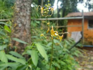 A close-up of a delicate yellow flower with small buds on a slender stem, set against a blurred background of lush greenery and a rustic building.