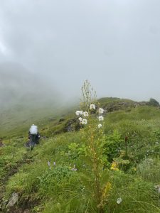 A misty hillside with lush green grass and various wildflowers, including a large plant with white blossoms in the foreground. A person wearing a raincoat and carrying a backpack is walking away on the left side, partially obscured by the fog.