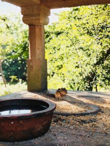 A small squirrel sits on a stone surface surrounded by scattered seeds near a column. There is a clay bowl filled with water in the foreground, and lush green foliage is visible in the blurred background.
