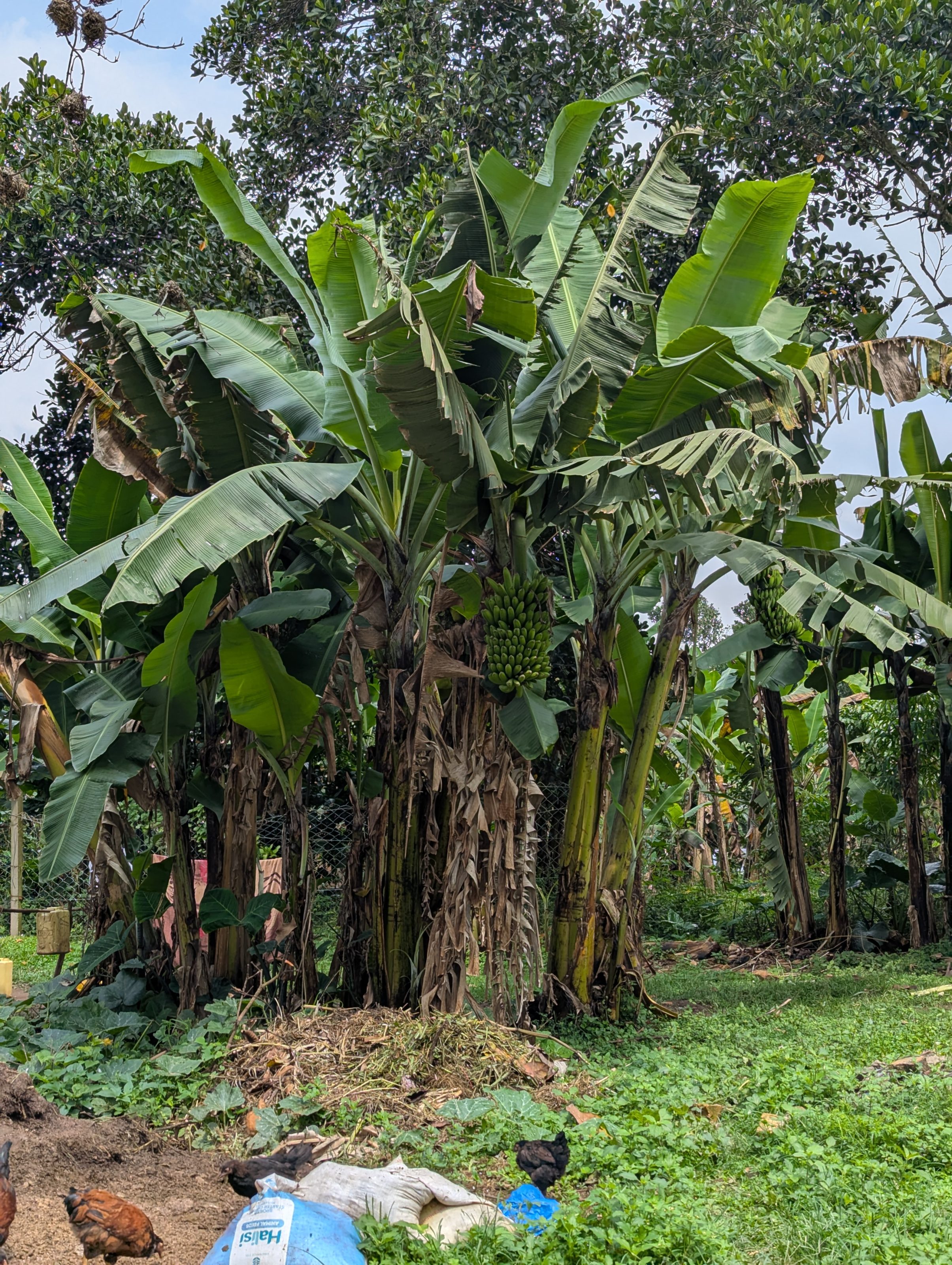 Local staple food - Matooke (Banana Plantation)