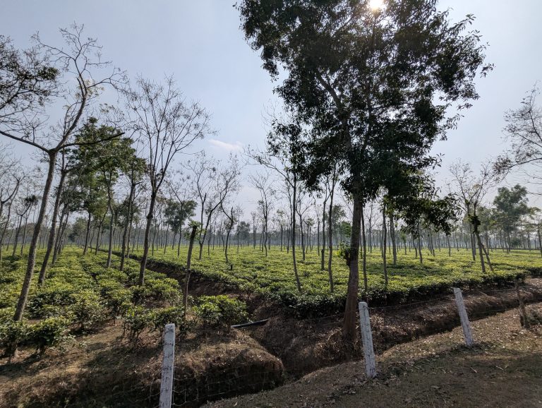 Finley Tea Garden, Sreemangal, Bangladesh. Tea plantation with rows of neatly trimmed tea bushes. Sparse trees are scattered throughout the plantation