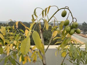 A hog plum tree branch with yellowing leaves and several unripe green hog plums growing in clusters, photographed on a rooftop with trees visible in the misty background.
