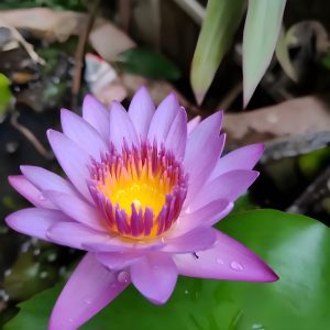 The image shows a lotus flower with soft purple petals and a bright yellow center.
