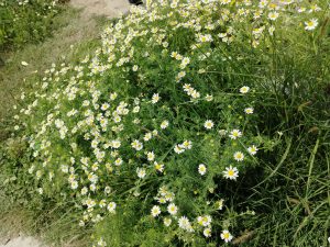 A lush patch of white daisies with yellow centers growing amidst green grass and foliage. The flowers cover most of the ground, creating a dense and vibrant display.
