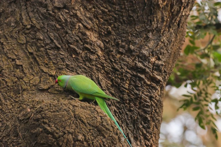 A green parrot with a red beak is perched on the trunk of a tree, blending with the rough bark. Some green leaves are visible in the background.