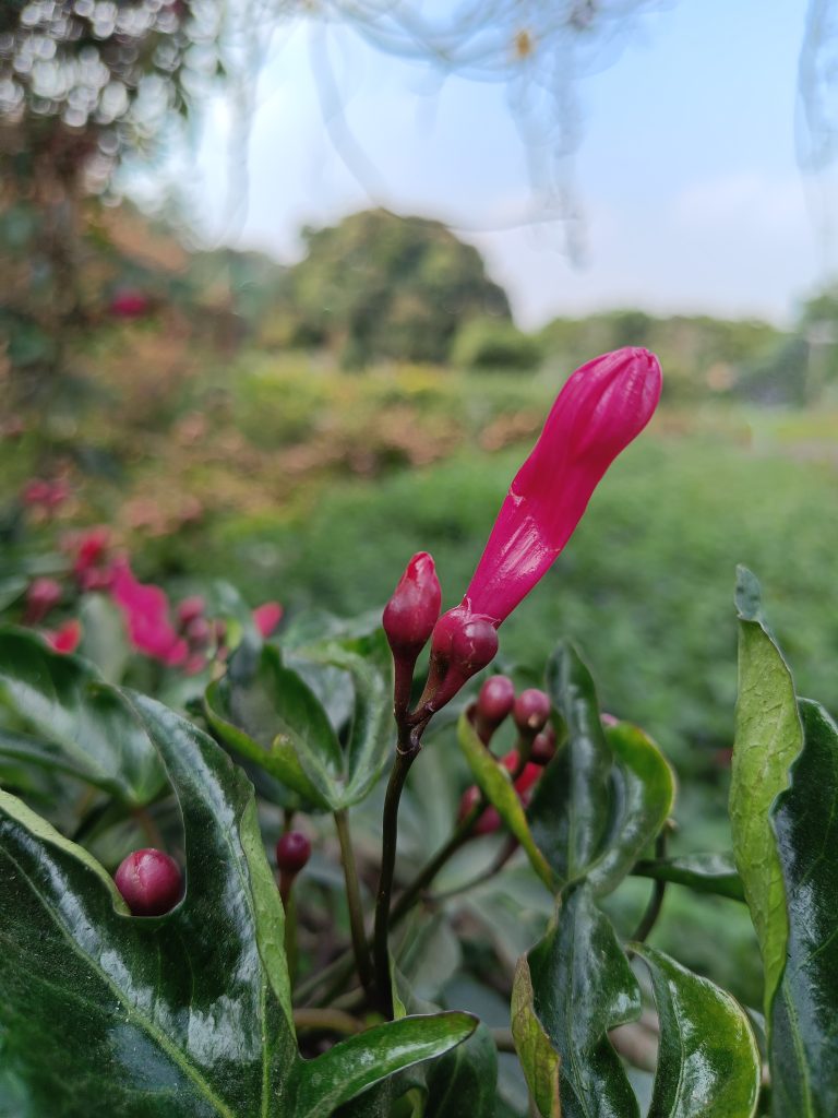 Close-up of a vibrant pink flower bud with glossy green leaves, set against a blurred natural background of trees and sky.