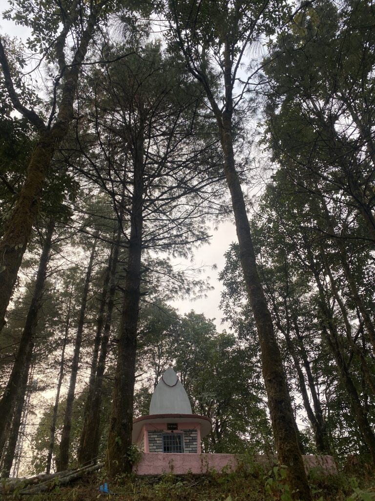 A small pink temple structure with a domed top is surrounded by tall trees in a dense forest setting. The view looks up towards the sky, accentuating the height of the trees.