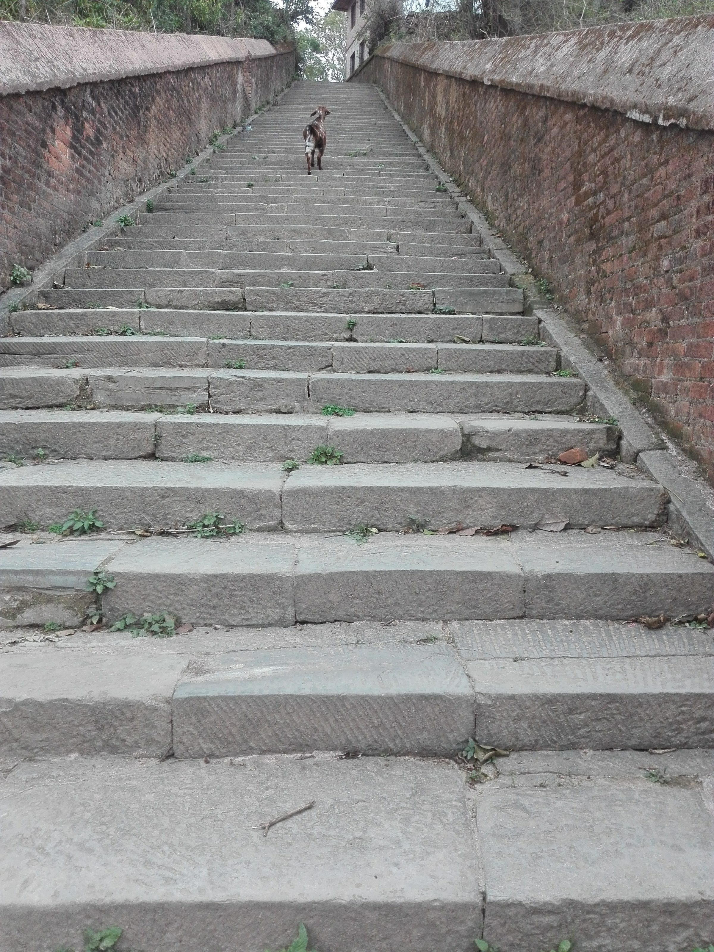 A goat is climbing upstairs in a staircase in ChanguNarayan.