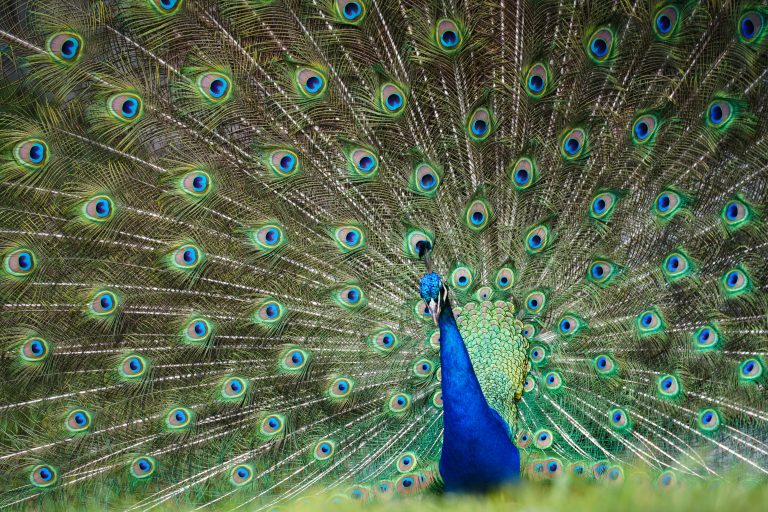 A vibrant peacock displaying its colorful feathers, fanned out in a large, symmetrical spread. The feathers have eye-like patterns in shades of blue, green, and brown.