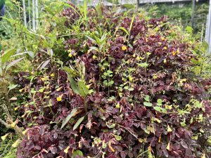 A dense cluster of burgundy-colored leaves with small yellow flowers scattered throughout creates a vibrant display against a backdrop of green foliage and garden elements.