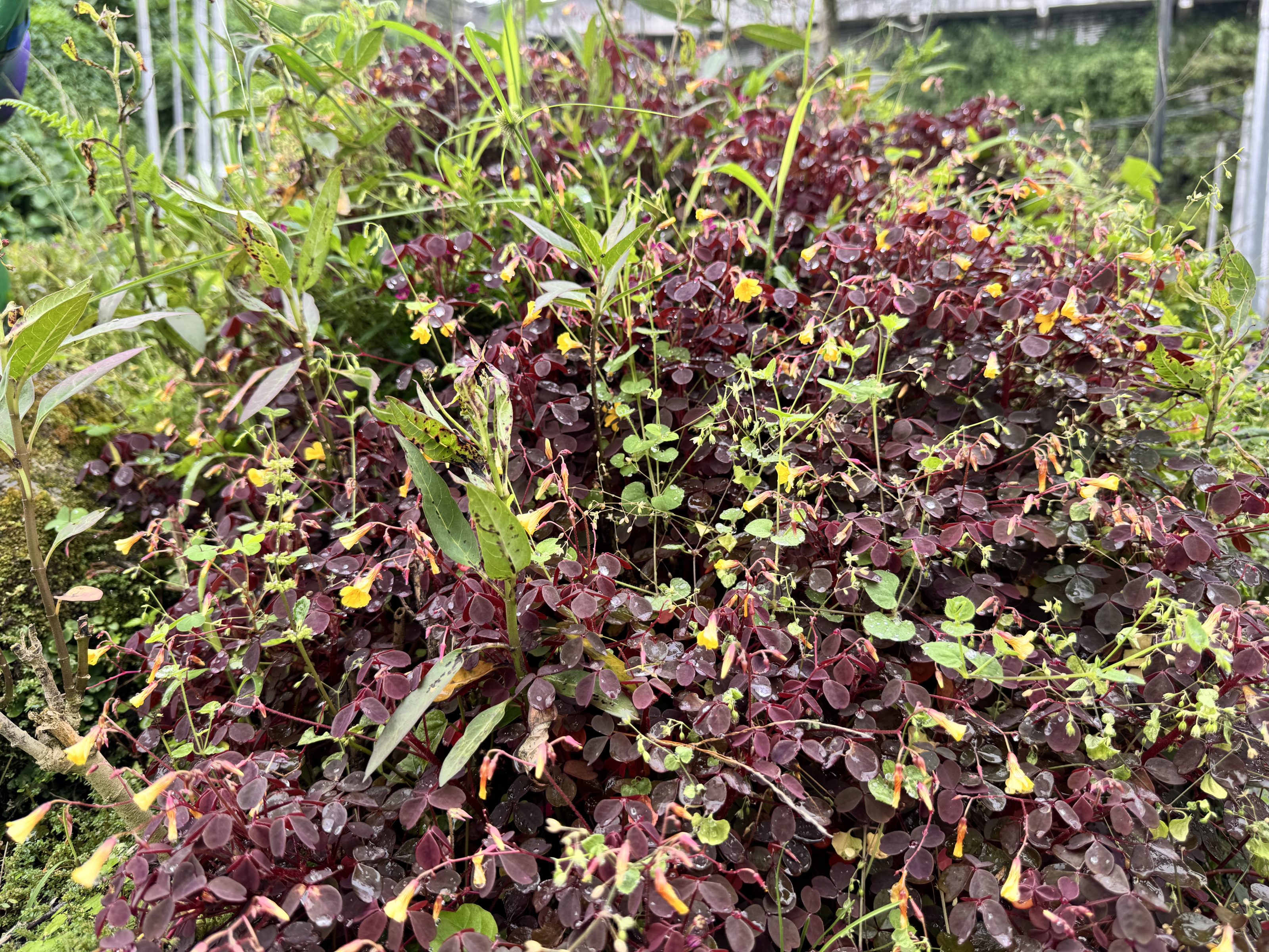 A dense cluster of burgundy-colored leaves with small yellow flowers scattered throughout creates a vibrant display against a backdrop of green foliage and garden elements.