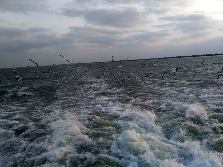 A flock of seagulls flying over a body of water, with visible waves and a cloudy sky in the background.