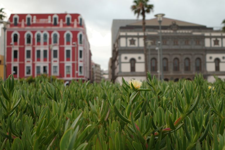 Detail of a yellow flower on a green garden with buildings in the back.