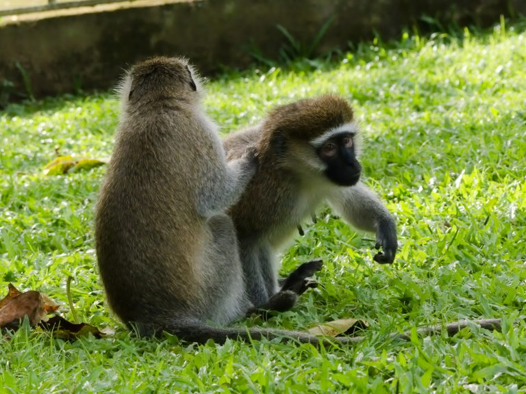 Two monkeys are sitting on grass, with one grooming the other in a natural outdoor setting.