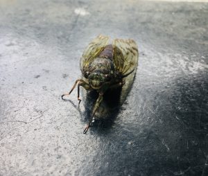 Close-up view of a cicada on a textured, dark surface. The insect's translucent wings and segmented body are visible, with its legs and antennae extended forward.