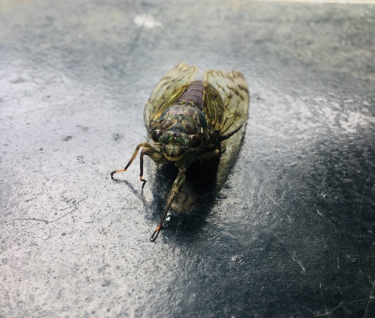 Close-up view of a cicada on a textured, dark surface. The insect’s translucent wings and segmented body are visible, with its legs and antennae extended forward.