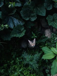 A cat with grey fur and yellow eyes is sitting amidst dense greenery, surrounded by large leaves and various plants. 