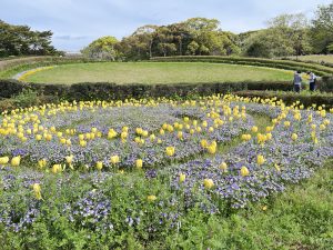 A scenic garden with a field of yellow tulips and small purple flowers in the foreground. In the background, there are neatly trimmed hedges and trees with two people standing near the edge of the garden.