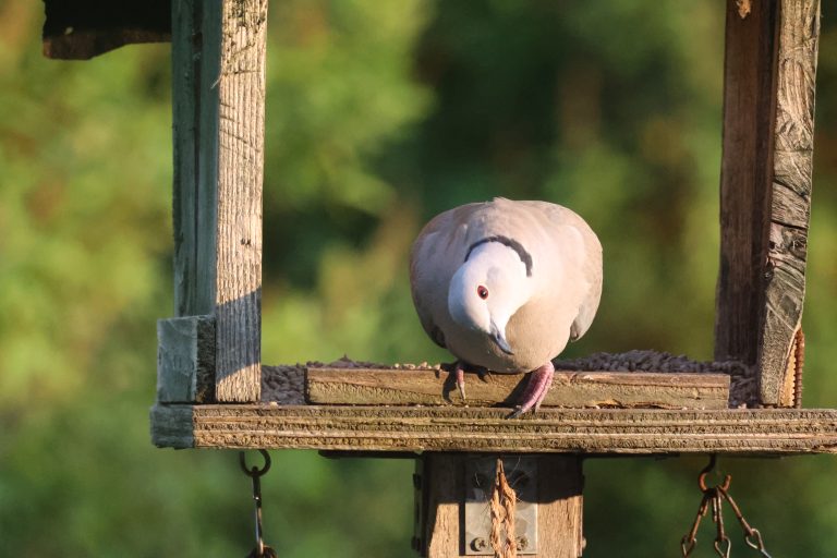 Collared Dove bird crouching inside a bird house