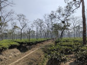 A scenic view of a tea plantation with neatly lined rows of tea plants. Tall, sparse trees with thin branches are interspersed throughout the plantation