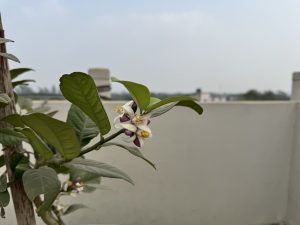 A close-up of a lemon tree branch with green leaves and small white flowers, set against a blurred outdoor background with a wall and sky.
