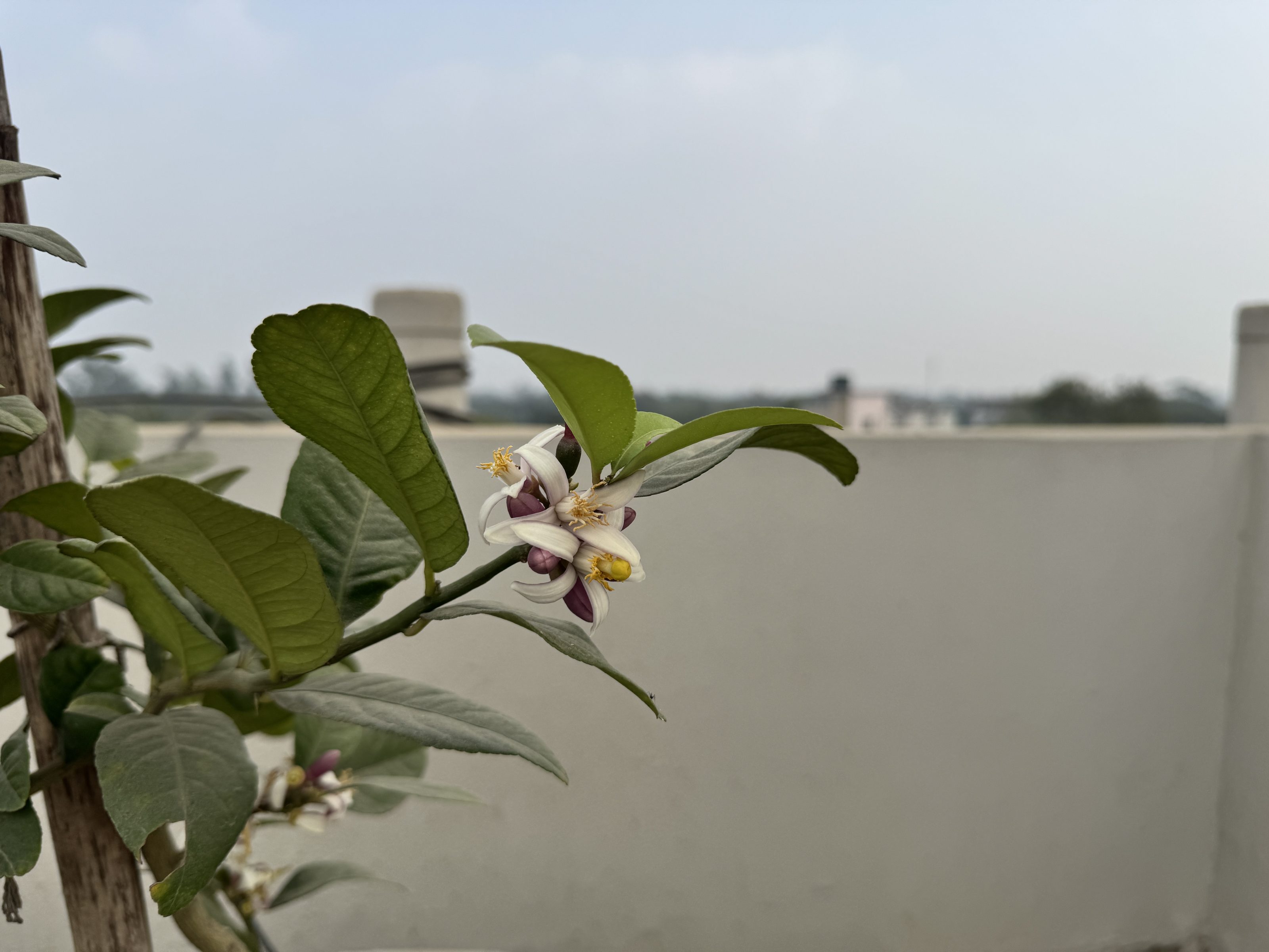 A close-up of a lemon tree branch with green leaves and small white flowers, set against a blurred outdoor background with a wall and sky.