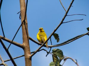 A vibrant yellow bird perched on a tree branch against a clear blue sky. 
