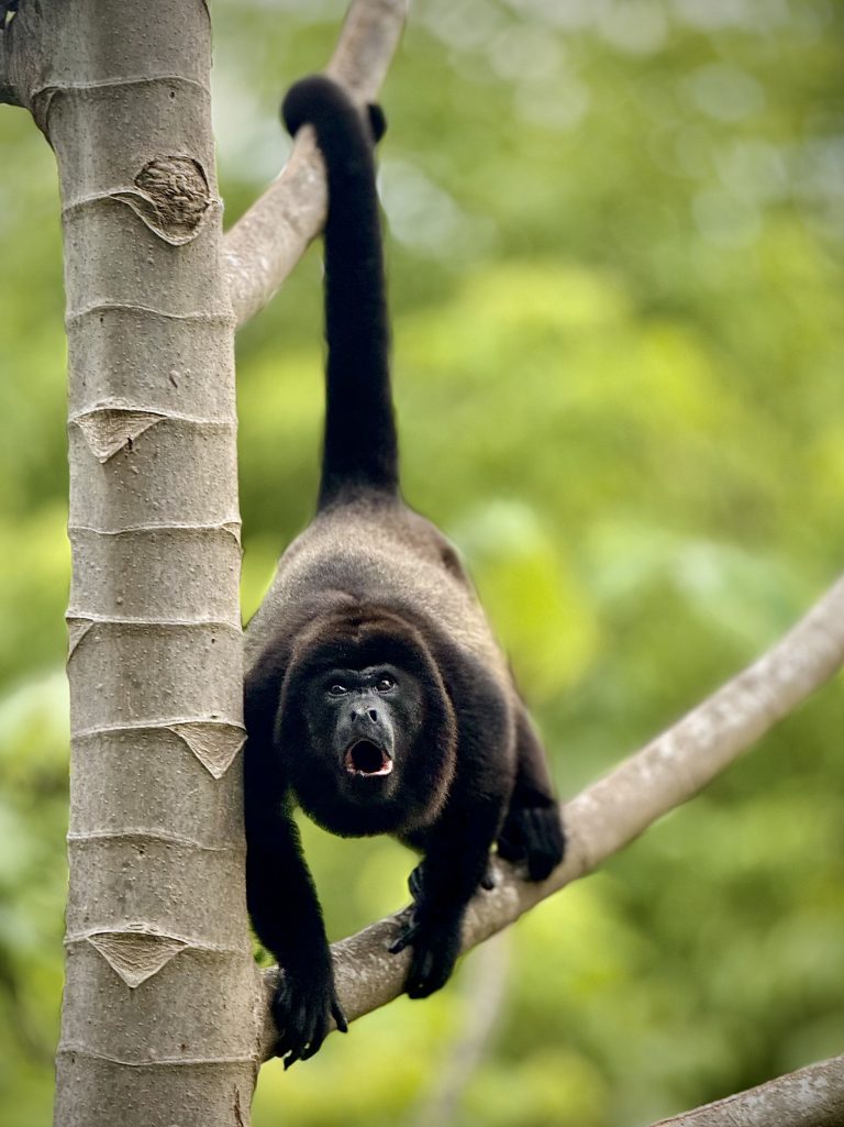 A howler monkey screaming while holding on to a tree branch with the help of its tail, against a background of green vegetation