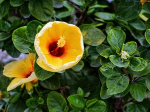 A vibrant yellow hibiscus flower with a deep red center and prominent yellow stamen surrounded by lush green leaves.