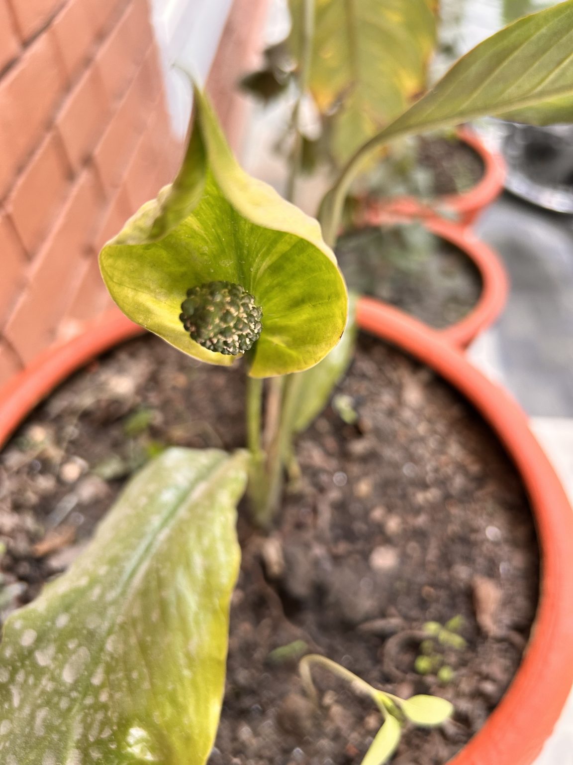 A close-up of a green plant with a spadix, growing in a red clay pot.