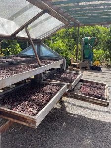 Coffee cherries driying in the sun on coffee beds