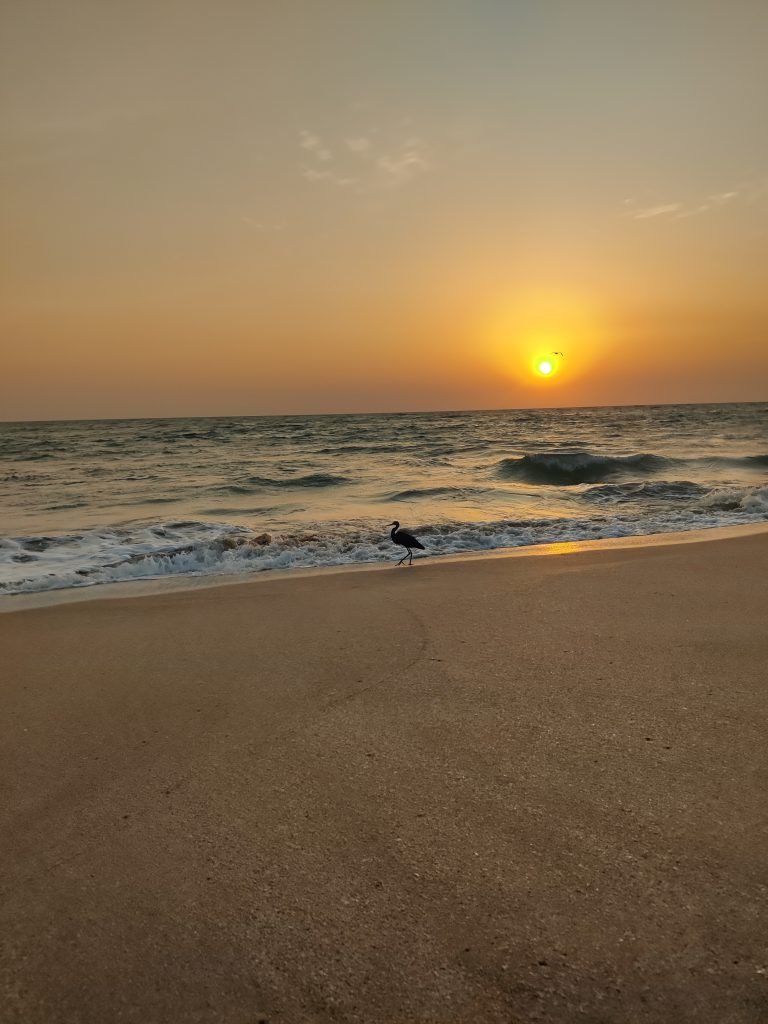A Heron walking on the beach at sunset