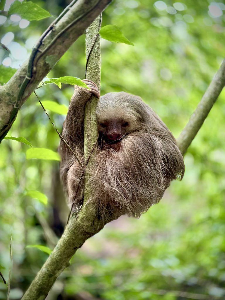 A sloth perched on the branches of a tree with a background of green vegetation