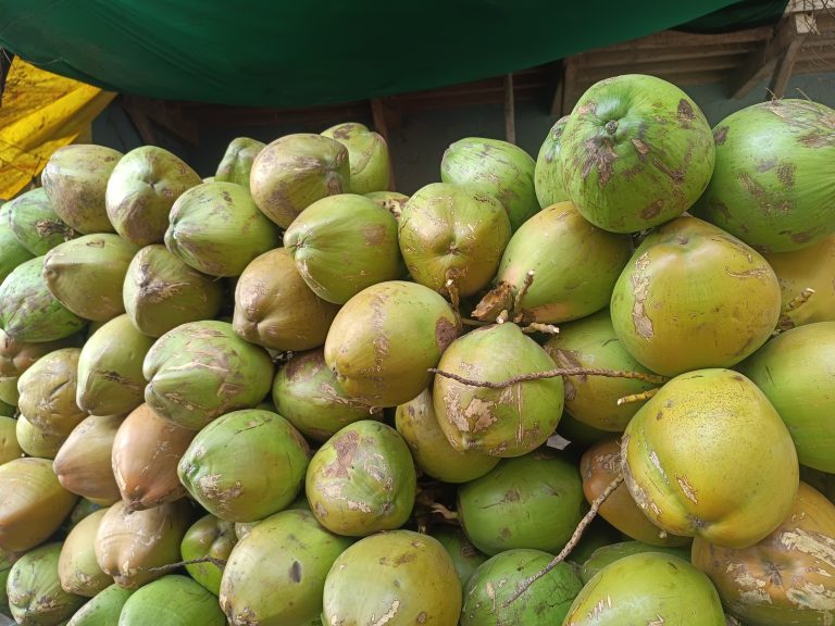 A large pile of fresh green coconuts stacked together, with some showing patches of brown and fibrous texture. They are displayed under a shaded area, indicating an outdoor market or stall setting.