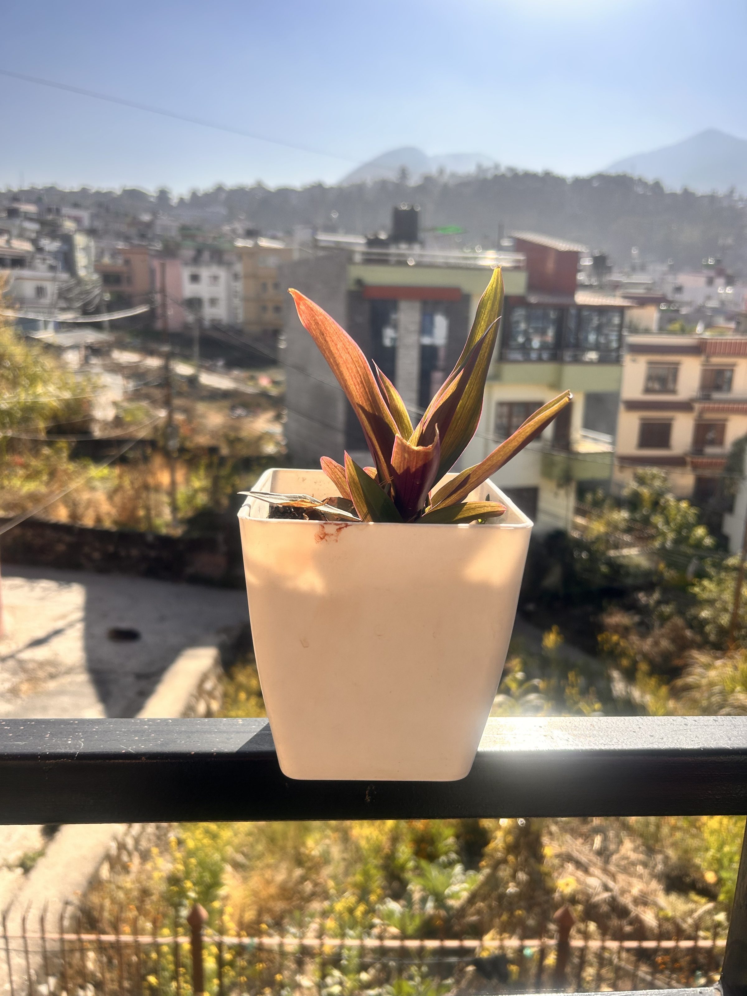 A small potted plant with reddish-brown and green leaves sits on a railing, overlooking a cityscape with buildings and distant hills under a clear blue sky.