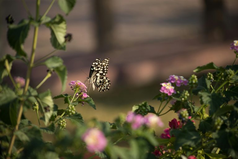 A black and white butterfly hovering over a pink flower, surrounded by green foliage and other pink flowers, with a blurred background.