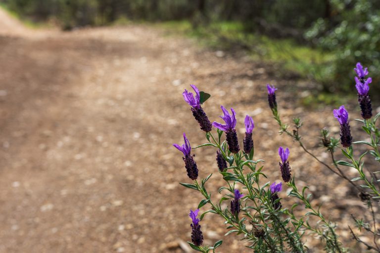 Purple lavender flowers with elongated petals grow alongside a dirt path, with greenery visible in the background.