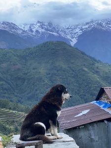 A dog guarding his area.