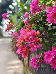 
Bright pink bougainvillea flowers with lush green leaves cascading over a wall, set against a softly blurred background of a walkway and greenery.