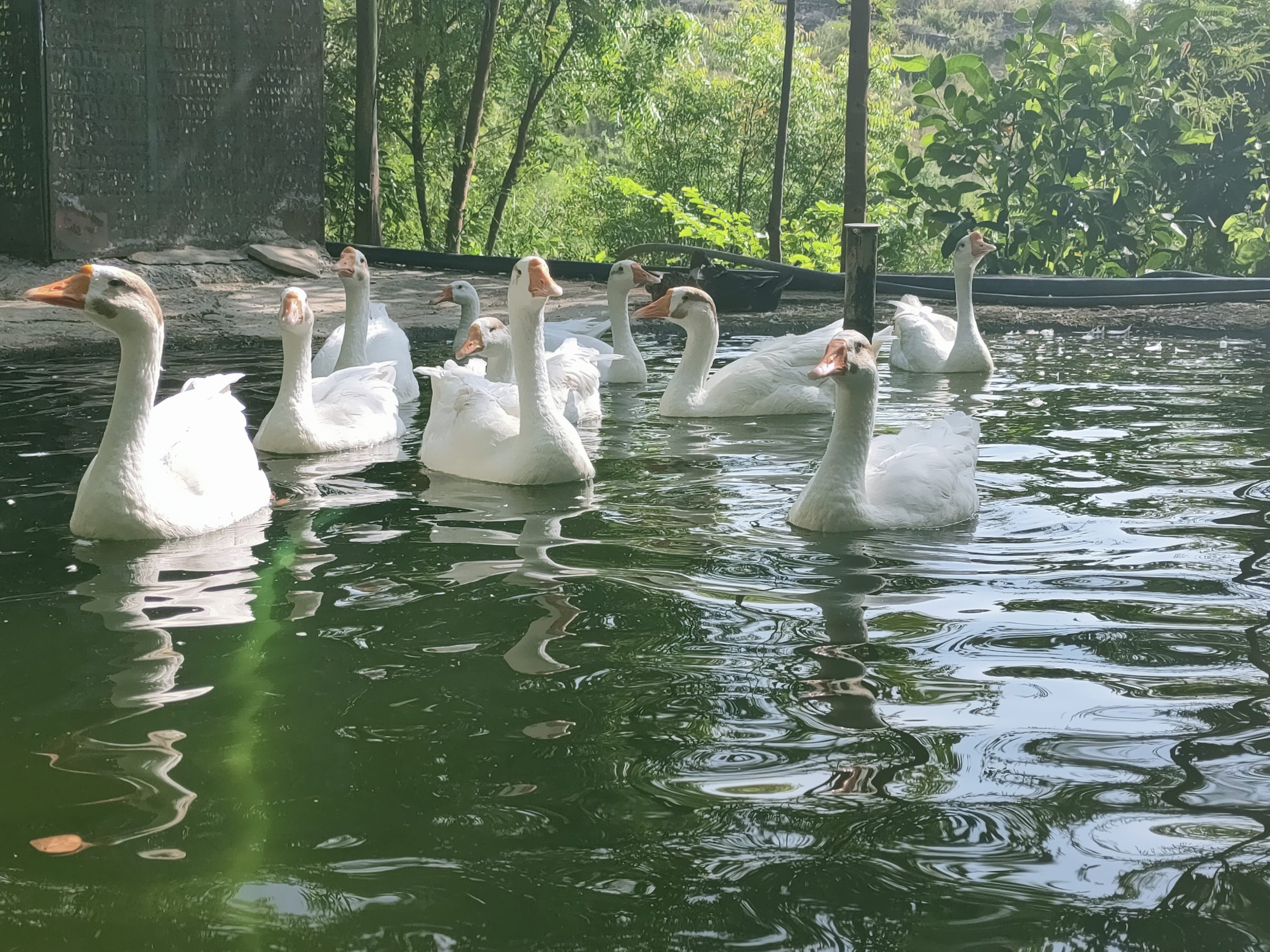 A group of white geese swimming on a pond surrounded by greenery and natural elements.