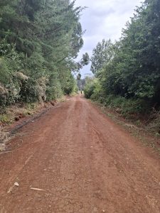 A dirt road lined with dense green foliage and tall trees, leading into the distance under a cloudy sky. Two people can be seen walking far ahead on the road.