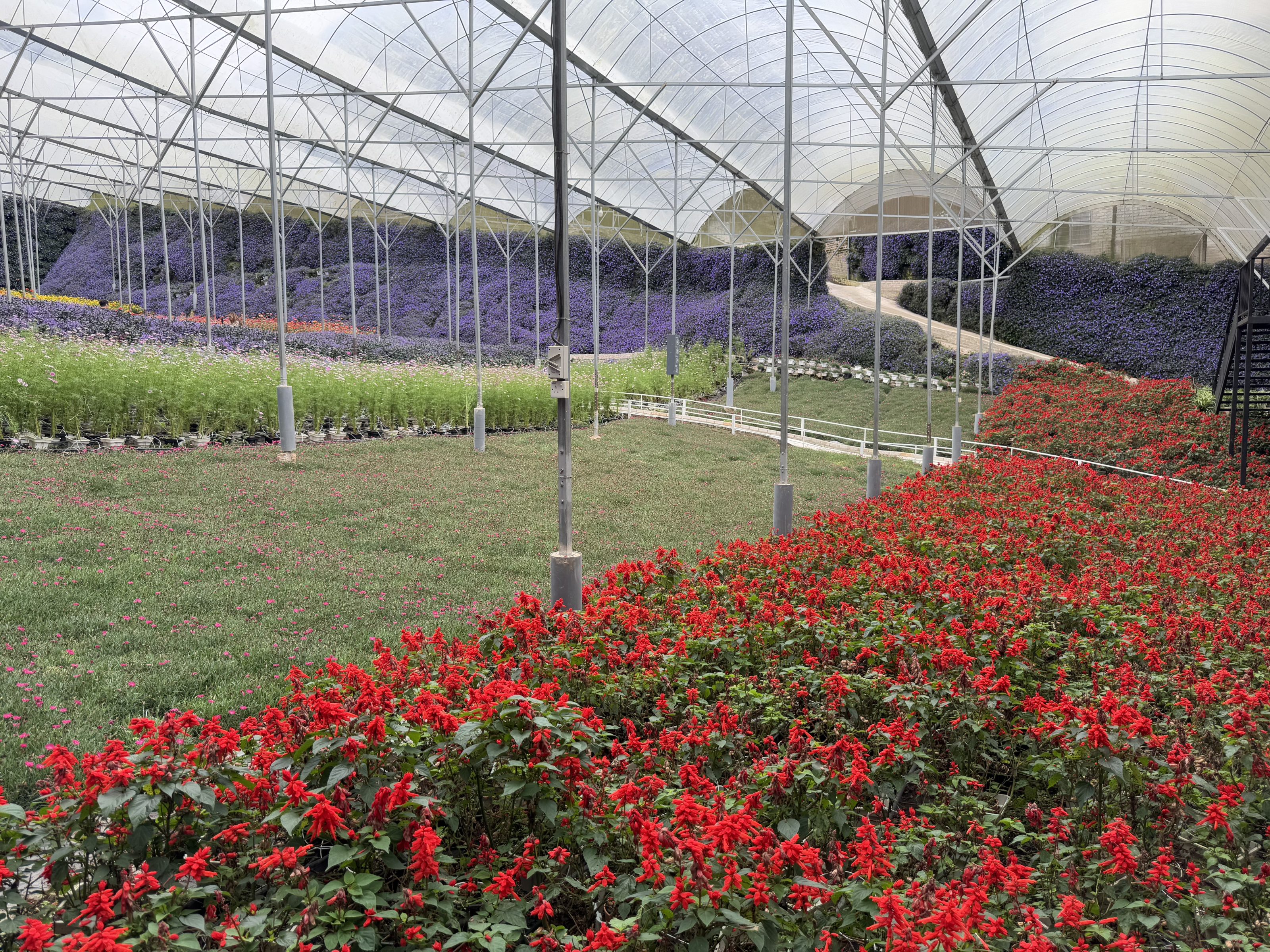 Inside a large greenhouse, bright red salvia flowers fill the foreground while purple lavender covers the hillside, with a grassy area and white fence creating a peaceful garden path in between.