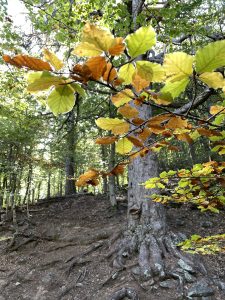 Green and brown leaves in early autumn in a forest in Soria, Spain.